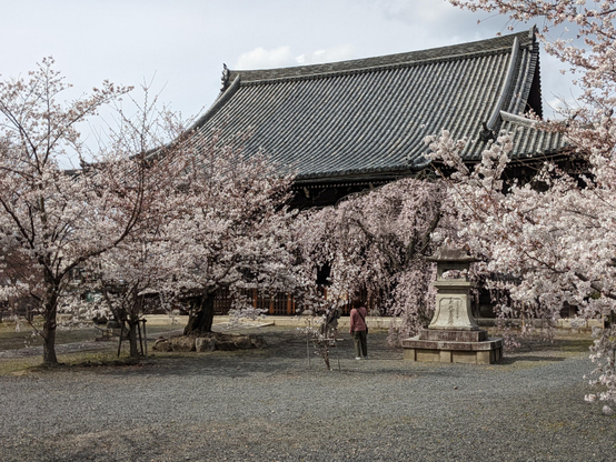 Sakura trees in full bloom in the grounds of Ryuhon-ji.