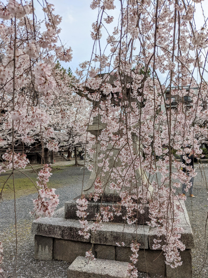 Sakura trees in full bloom in the grounds of Ryuhon-ji.