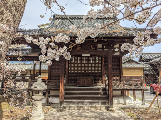 Sakura trees in full bloom in the grounds of Ryuhon-ji.
