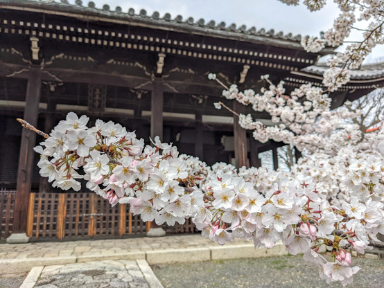 Sakura trees in full bloom in the grounds of Ryuhon-ji.