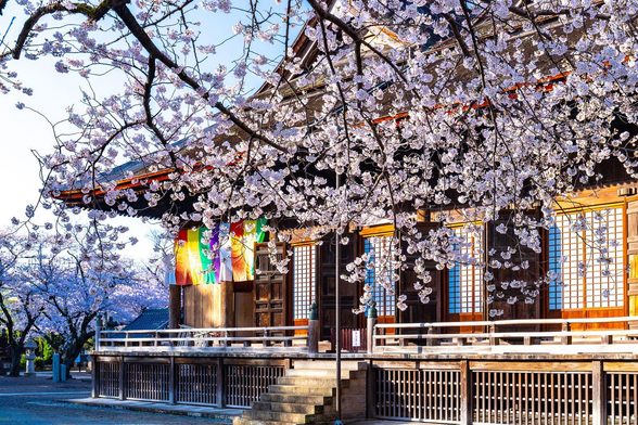 Sakura blooming in the grounds of Hokekyo-ji.