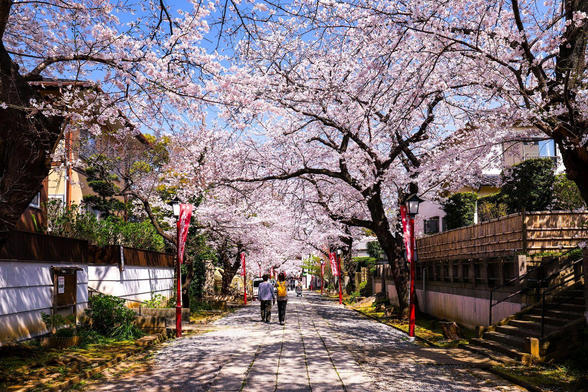 Sakura blooming in the grounds of Hokekyo-ji.