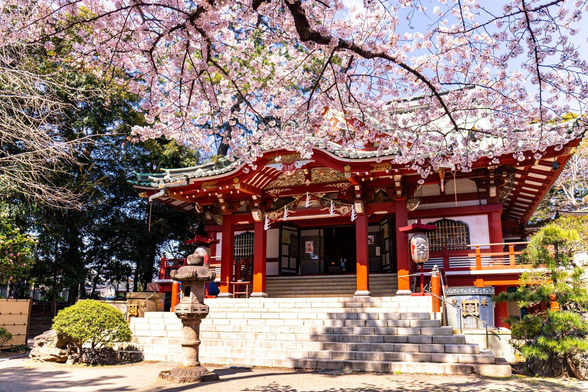 Sakura blooming in the grounds of Hokekyo-ji.
