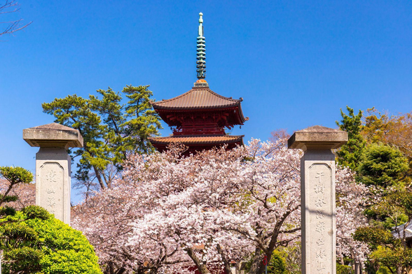 Sakura blooming in the grounds of Hokekyo-ji.