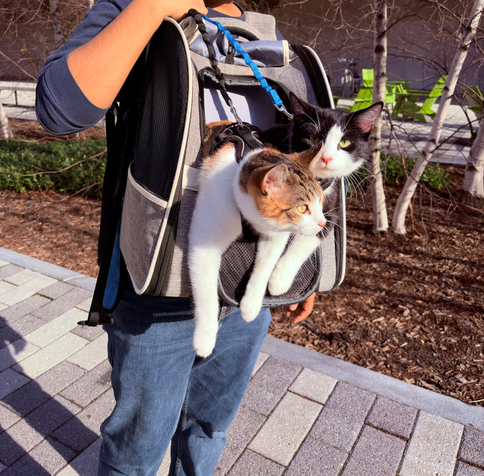 A person carrying a backpack with two cats inside, peeking out from the front pocket.