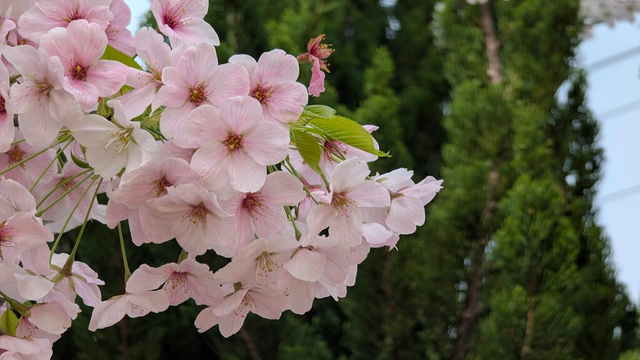 Cherry blossoms fully bloomed.