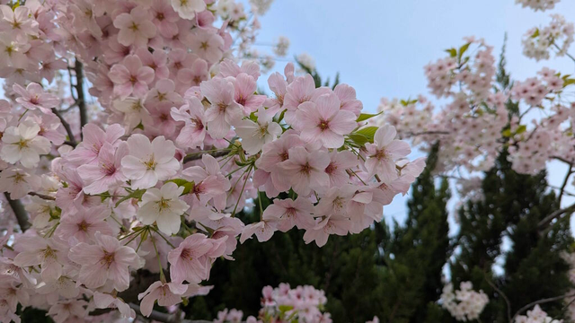 Cherry blossoms fully bloomed.