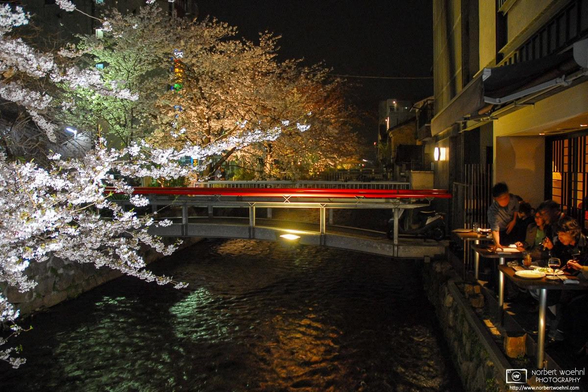Fine dining alongside illuminated cherry blossoms in the Gion district of Kyoto, Japan.