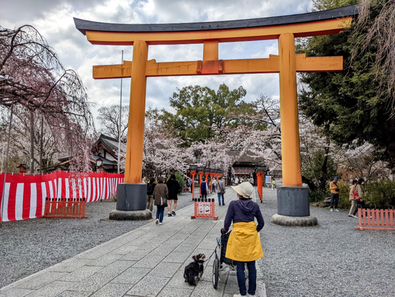 Cherry blossoms in the grounds of Hirano-jinja.