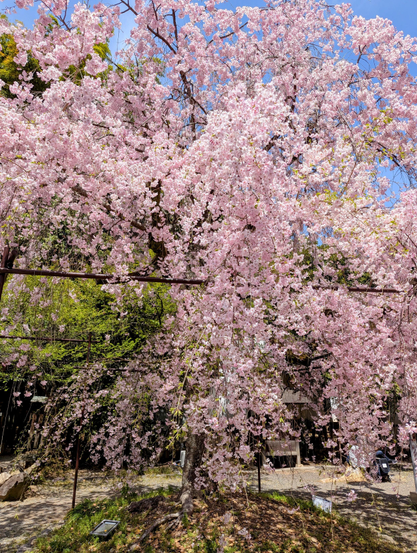 Cherry blossoms in the grounds of Hirano-jinja.