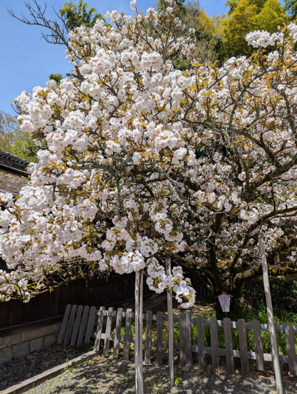 Cherry blossoms in the grounds of Hirano-jinja.
