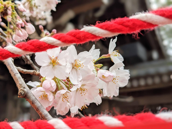 Cherry blossoms in the grounds of Hirano-jinja.