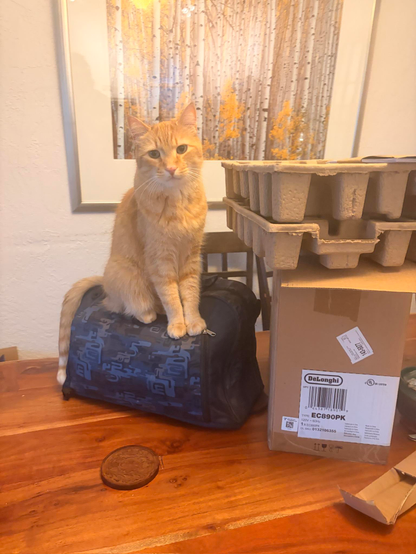An orange cat perched on a stuffed blue duffel bag on a kitchen table. 