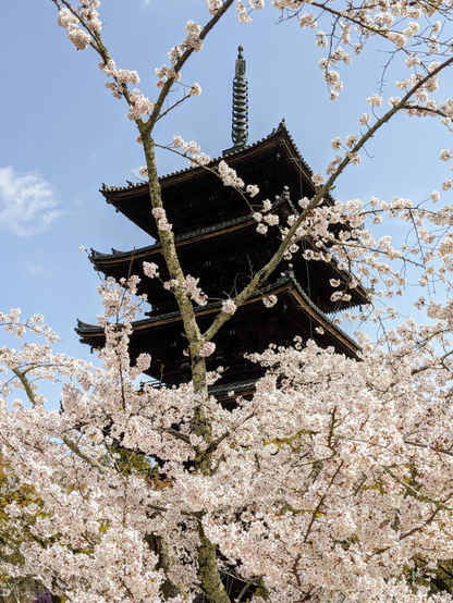 Clouds of blossom beneath Ninna-ji's pagoda.