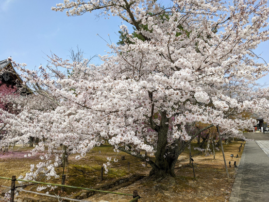 Omuro-zakura, Ninna-ji's famously stunted cherry trees, in full bloom.