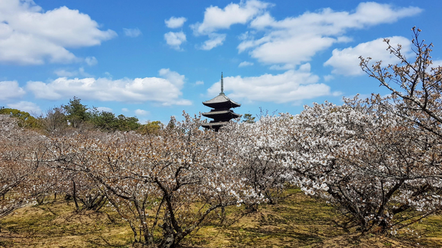 Orchard of cherry blossom trees in full bloom, with Ninna-ji's pagoda in the background.