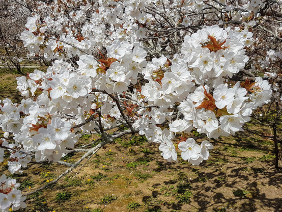 Omuro-zakura in full bloom.