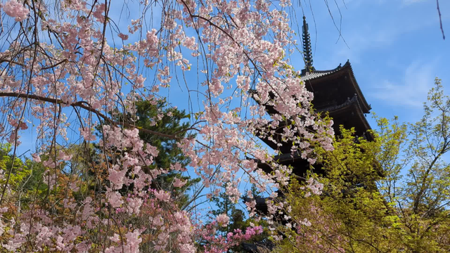 Ninna-ji's pagoda seen through weeping cherry blossoms.