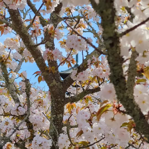 Peeking through the blossoms at Ninna-ji's pagoda.