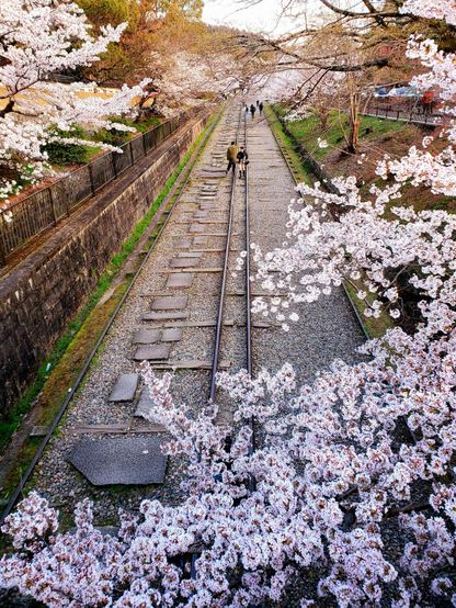 Cherry blossoms at Keage, blooming close to the old railway line.