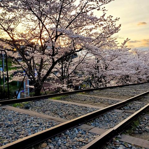 Cherry blossoms at Keage, blooming close to the old railway line.