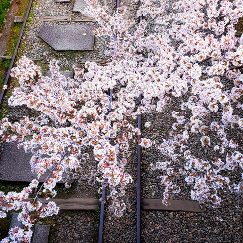 Cherry blossoms at Keage, blooming close to the old railway line.