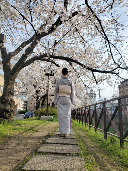 Nao-san, dressing in kimono, strolls under the sakura trees lining Tenjingawa.