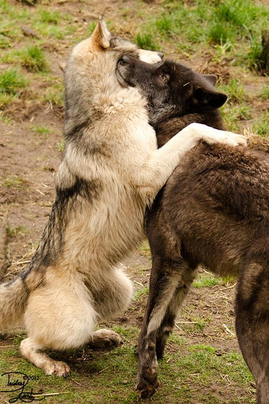 A picture of a wolf.