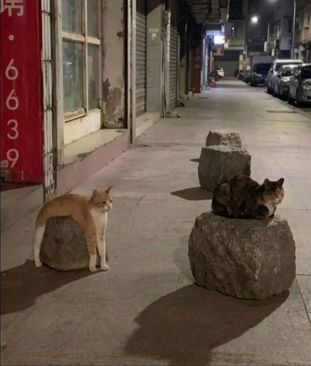 Two cats are sitting on rocks along a deserted city street at night. The street is lined with closed shops and parked cars. One cat is orange and white, and the other is a mix of dark colors. The scene is quiet and dimly lit.