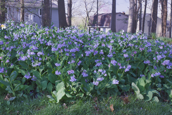 Virginia Bluebells.
