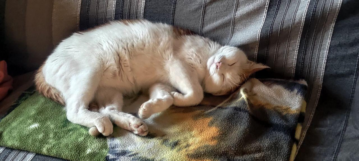 A white and orange cat is peacefully sleeping on a striped blanket. The cat is curled up on its side with its eyes closed, resting comfortably on a soft, multicolored surface. The scene exudes warmth and tranquility.