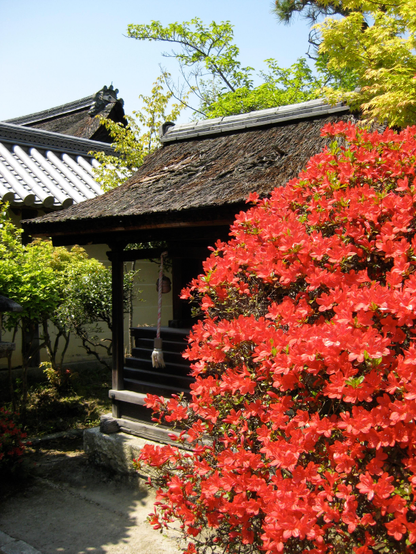 Vivid red azaleas in full bloom at Bishamon-do.