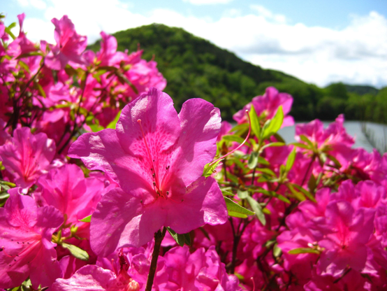 Azalea flowers up close at Takaragaike.