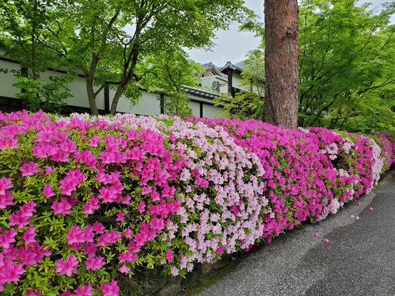 A row of multi-coloured azalea at Myoman-ji.