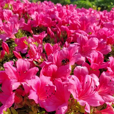 A bee collects pollen from azalea flowers at Yoshimine-dera.