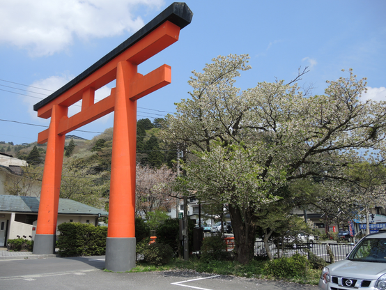 Torii und Sakura (Torbogen und Kirschblüte) in Hakone