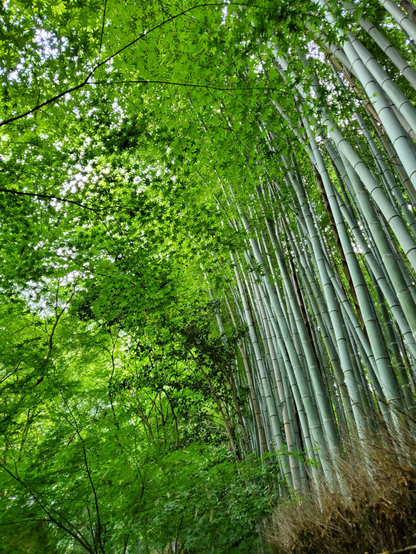 Fresh maple leaves and bamboo at Giou-ji.