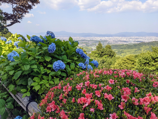 Azaleas blooming in the mountain precincts of Yoshimine-dera.
