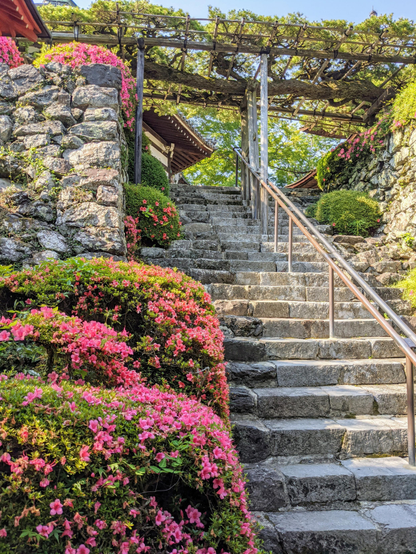 Azaleas blooming in the mountain precincts of Yoshimine-dera.