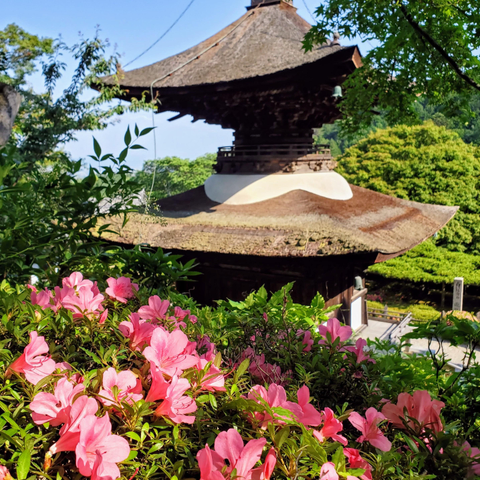 Azaleas blooming in the mountain precincts of Yoshimine-dera.