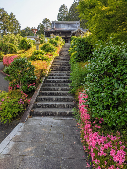 Azaleas blooming in the mountain precincts of Yoshimine-dera.