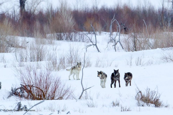 A picture of a wolf.