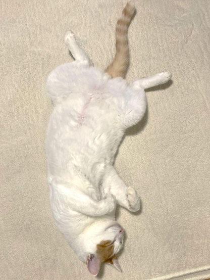A white cat with an orange tail is lying on its back on a light-colored surface. The cat's eyes are closed, and its paws are curled up, giving a relaxed appearance.