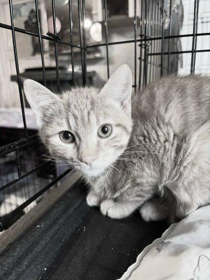 Kindly help us cover the outstanding vet bill during this difficult time 😞.MHSRIP 🌈🕊️💔