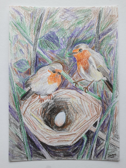 Colour pencil drawing of two robins looking at a nest containing a single egg.
