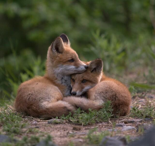 Picture of a Fox