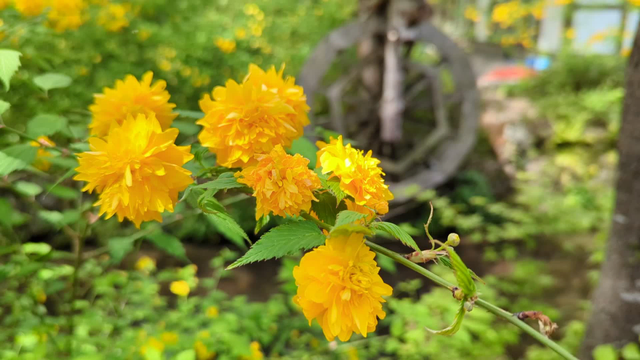 Kerria roses blooming beside Matsunoo-taisha's Ichinoigawa canal.