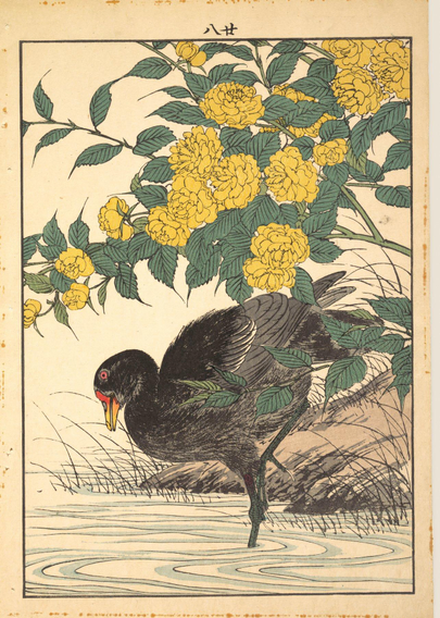 Woodblock print of a moorhen beneath yamabuki flowers.

Image thanks🙇‍♂️-ukiyo-e.org
