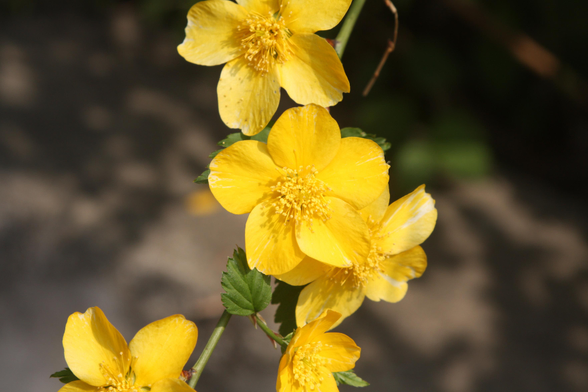 The five-petalled variety of yamabuki.