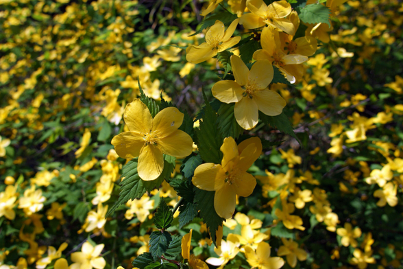The five-petalled variety of yamabuki.